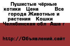 Пушистые чёрные котики › Цена ­ 100 - Все города Животные и растения » Кошки   . Челябинская обл.,Аша г.